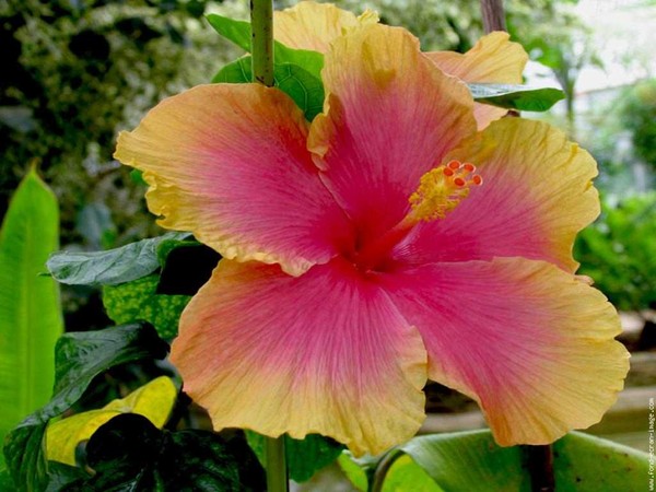 Fleurs