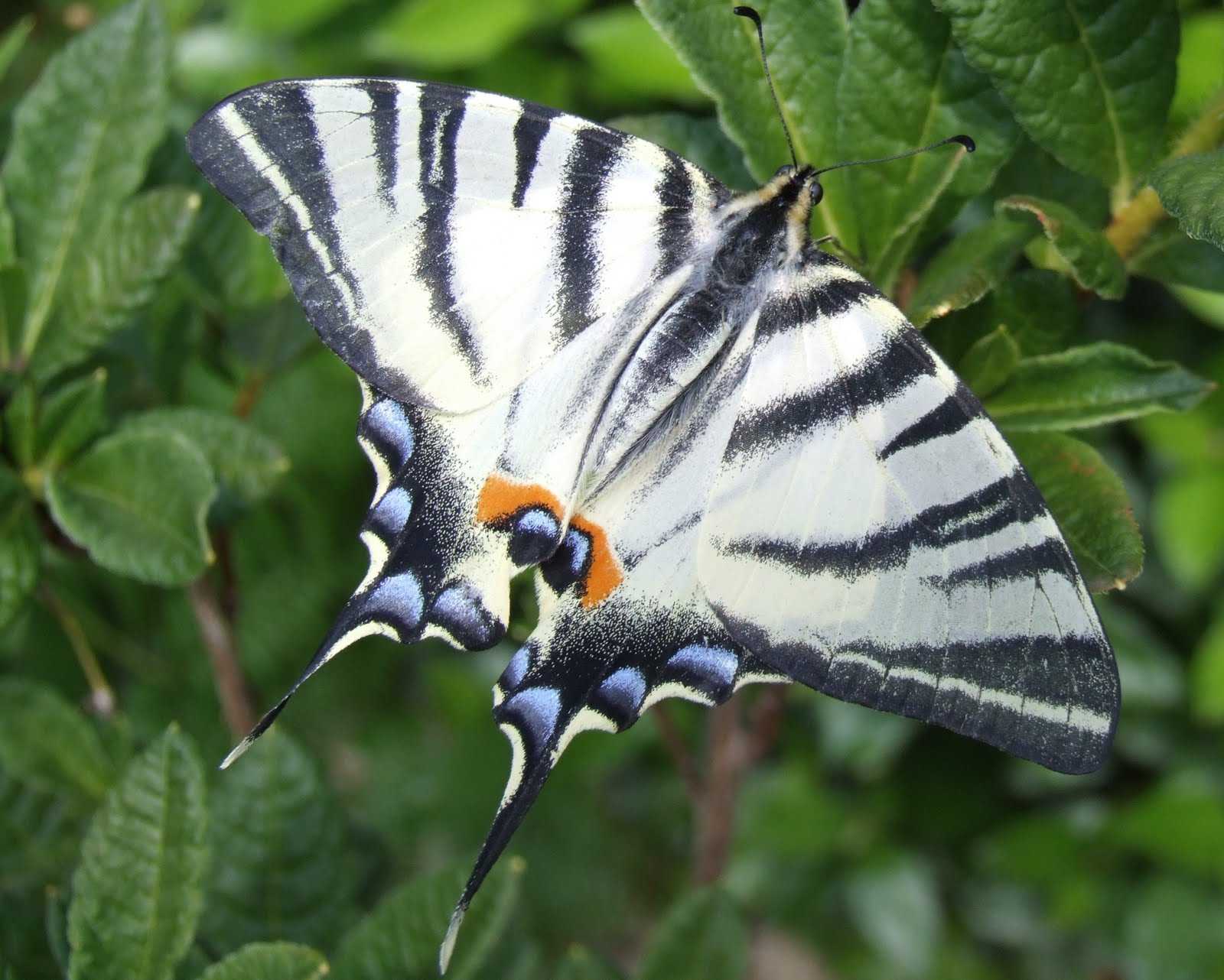 papillons